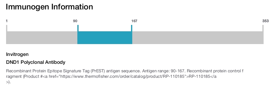 DND1 Polyclonal Antibody