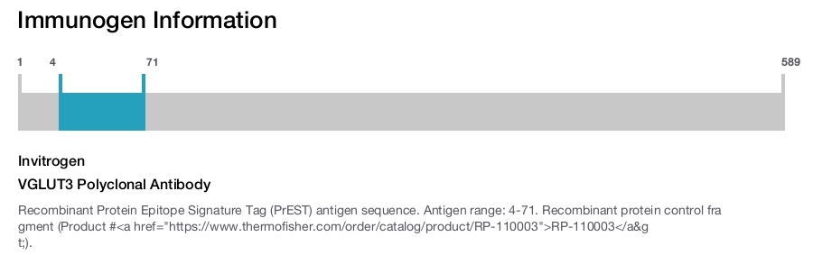 VGLUT3 Polyclonal Antibody