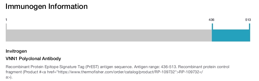 VNN1 Polyclonal Antibody