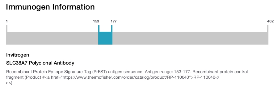 SLC38A7 Polyclonal Antibody