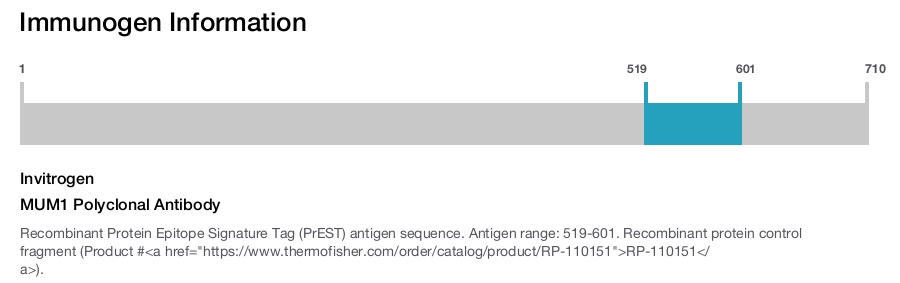 MUM1 Polyclonal Antibody
