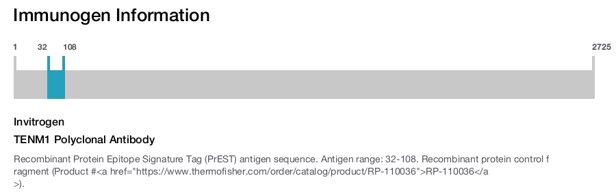 TENM1 Polyclonal Antibody