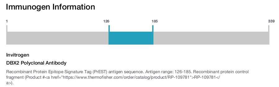 DBX2 Polyclonal Antibody