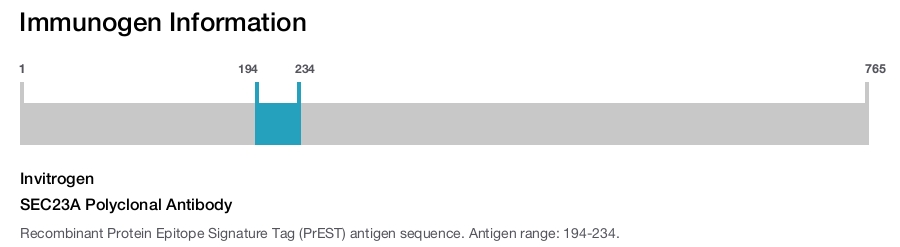 SEC23A Polyclonal Antibody