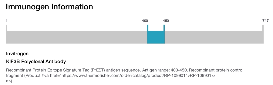 KIF3B Polyclonal Antibody