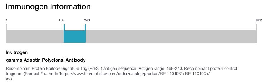 gamma Adaptin Polyclonal Antibody