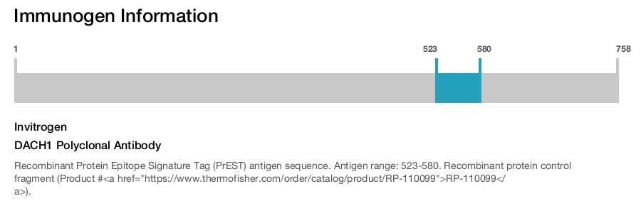 DACH1 Polyclonal Antibody