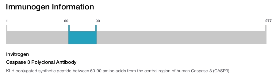 Caspase 3 Polyclonal Antibody
