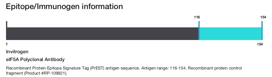 eIF5A Polyclonal Antibody