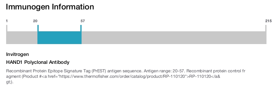 HAND1 Polyclonal Antibody
