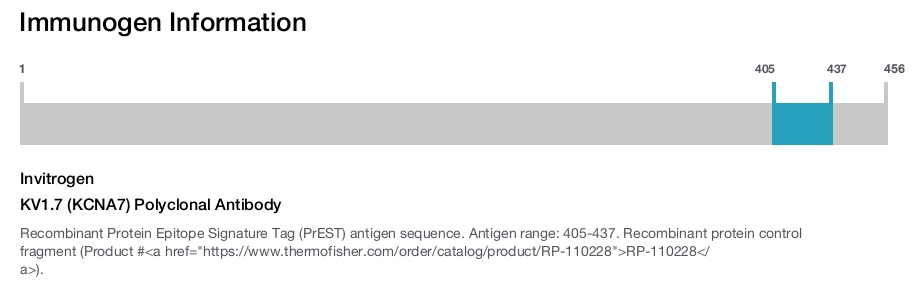 KV1.7 (KCNA7) Polyclonal Antibody