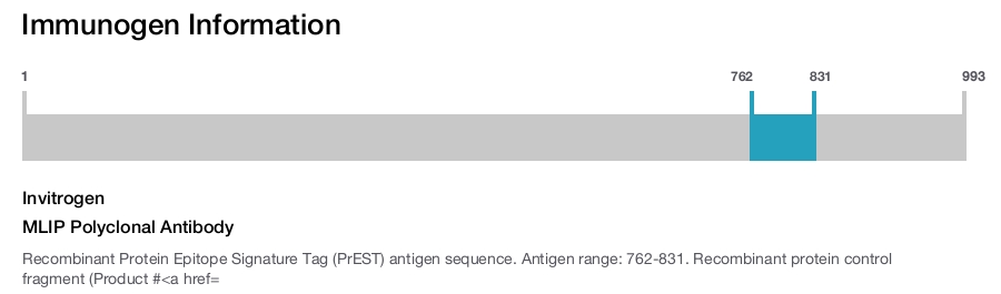 MLIP Polyclonal Antibody