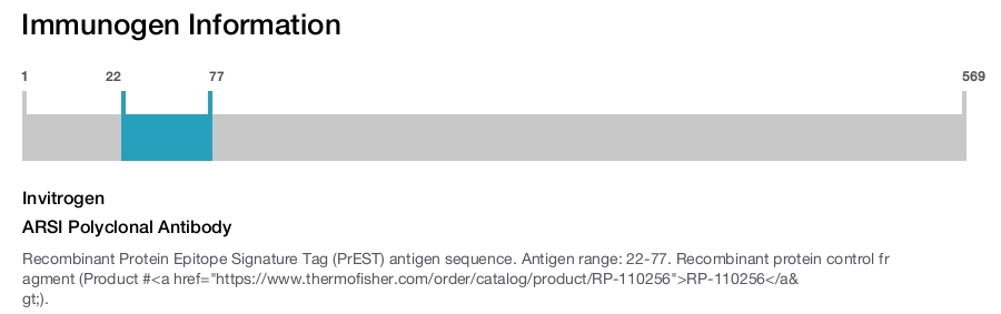 ARSI Polyclonal Antibody
