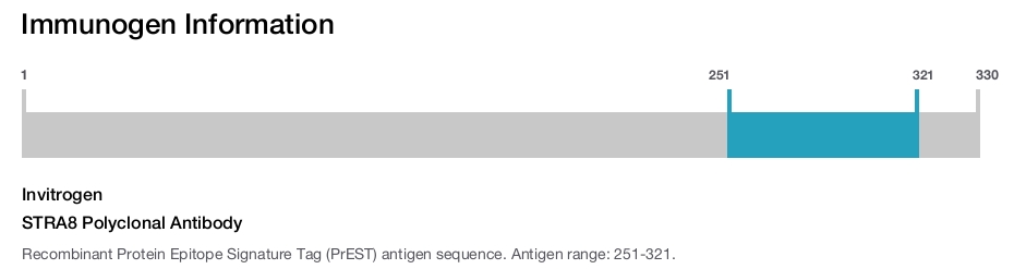 STRA8 Polyclonal Antibody