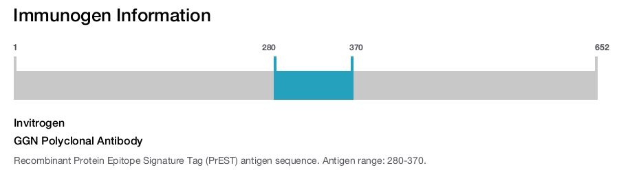 GGN Polyclonal Antibody