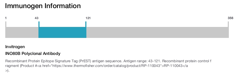INO80B Polyclonal Antibody