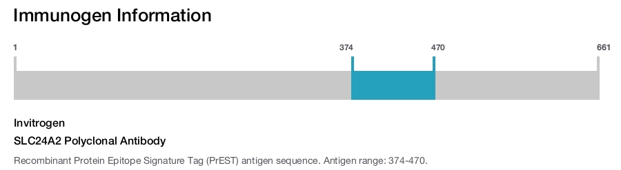 SLC24A2 Polyclonal Antibody