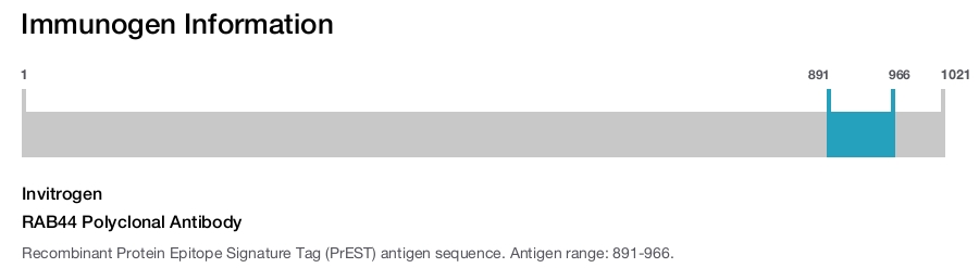 RAB44 Polyclonal Antibody