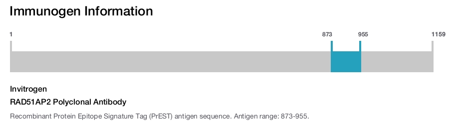 RAD51AP2 Polyclonal Antibody