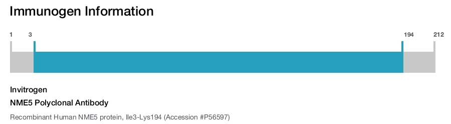 NME5 Polyclonal Antibody