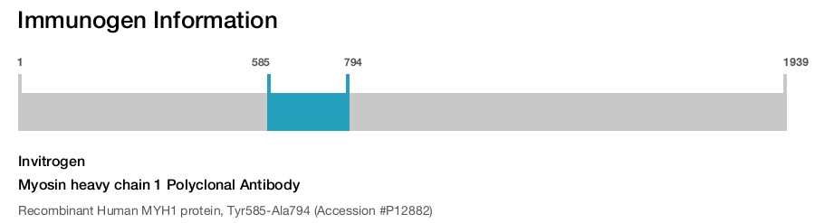 Myosin heavy chain 1 Polyclonal Antibody