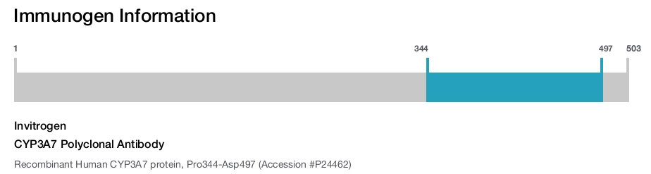 CYP3A7 Polyclonal Antibody
