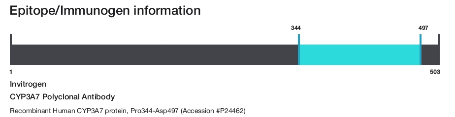 CYP3A7 Polyclonal Antibody
