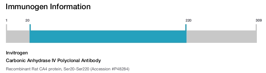 Carbonic Anhydrase IV Polyclonal Antibody