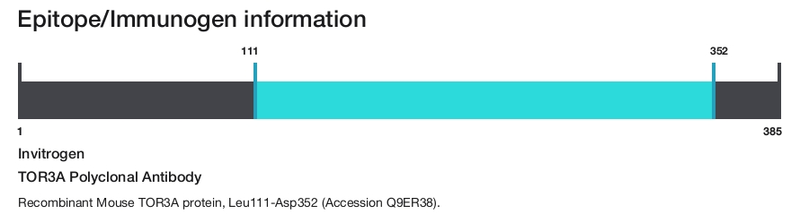 TOR3A Polyclonal Antibody