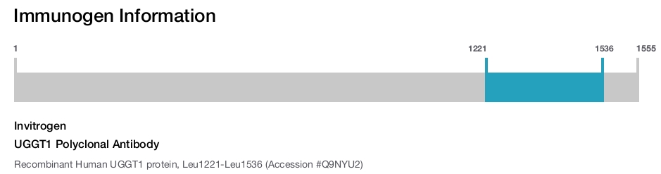 UGGT1 Polyclonal Antibody