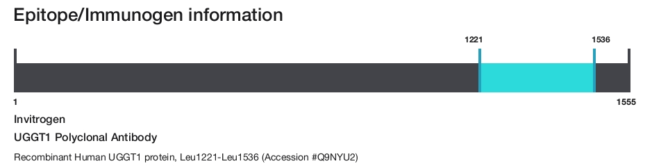 UGGT1 Polyclonal Antibody