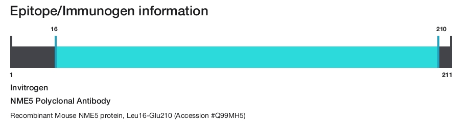 NME5 Polyclonal Antibody