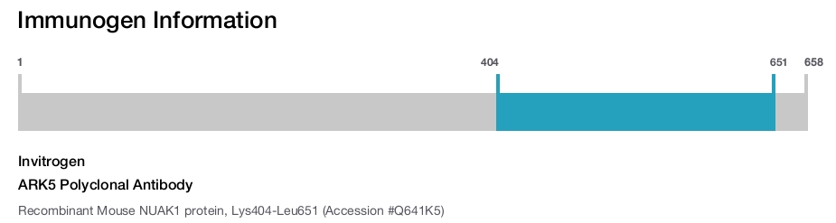 ARK5 Polyclonal Antibody