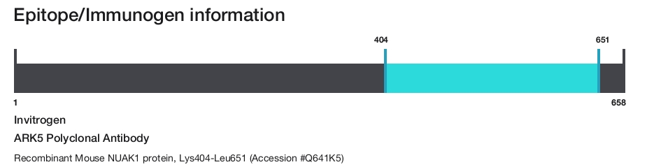 ARK5 Polyclonal Antibody