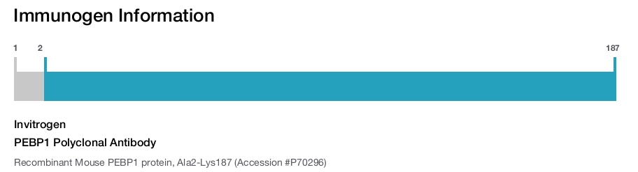PEBP1 Polyclonal Antibody