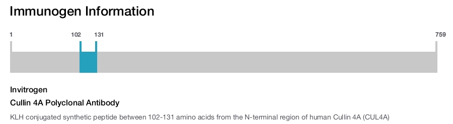 Cullin 4A Polyclonal Antibody