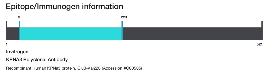 KPNA3 Polyclonal Antibody