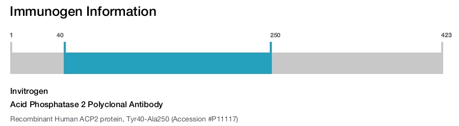 Acid Phosphatase 2 Polyclonal Antibody
