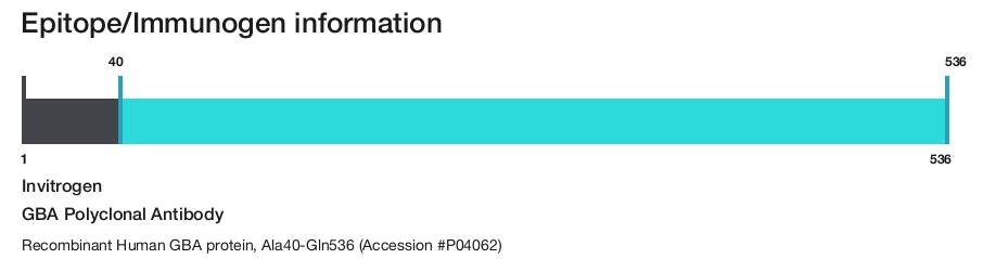 GBA Polyclonal Antibody