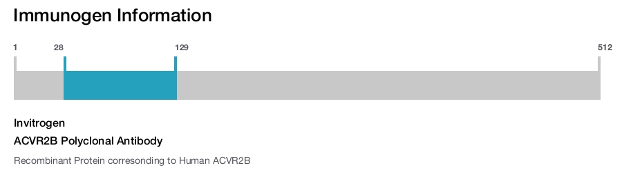 ACVR2B Polyclonal Antibody
