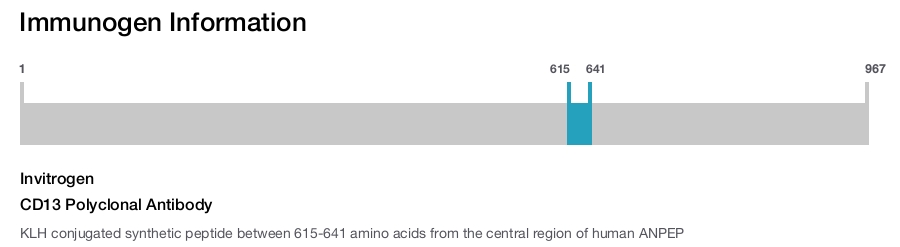 CD13 Polyclonal Antibody