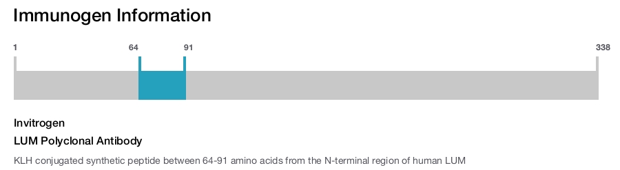LUM Polyclonal Antibody