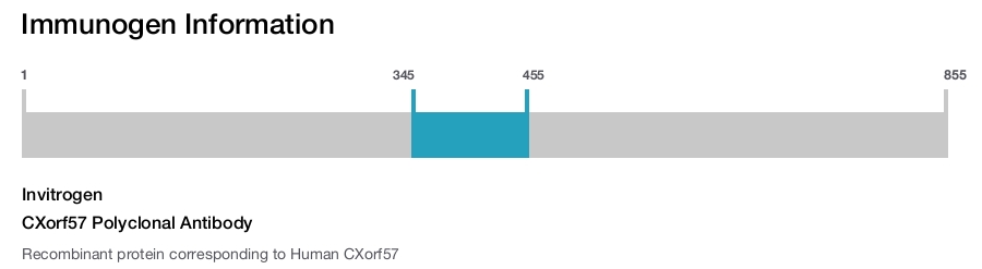 CXorf57 Polyclonal Antibody