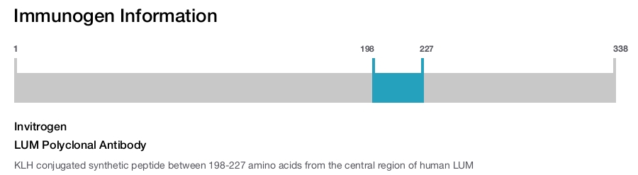 LUM Polyclonal Antibody