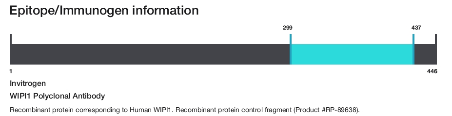 WIPI1 Polyclonal Antibody