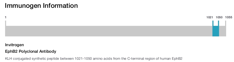 EphB2 Polyclonal Antibody