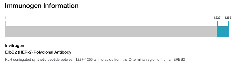 ErbB2 (HER-2) Polyclonal Antibody