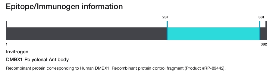 DMBX1 Polyclonal Antibody
