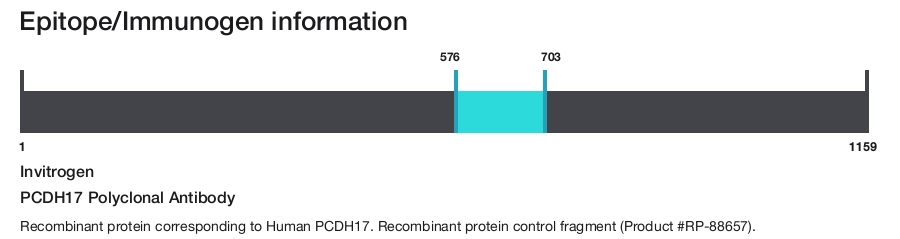 PCDH17 Polyclonal Antibody