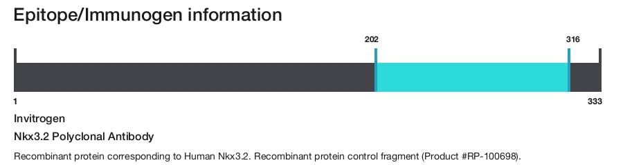 Nkx3.2 Polyclonal Antibody